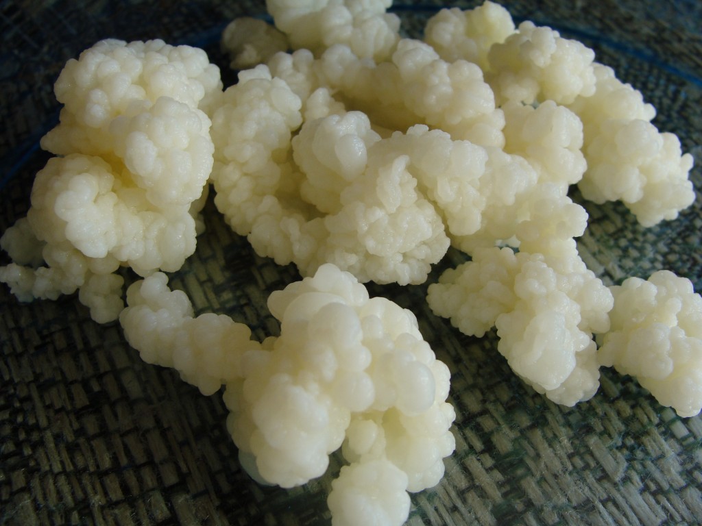 Keeping Your Kefir Grains Hydrated