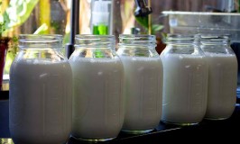 Use any milk as base for your milk kefir