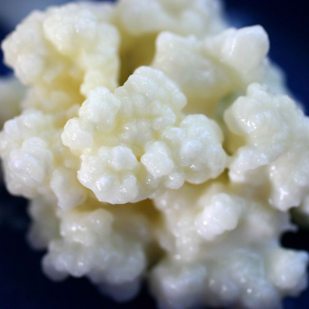 Use Real Kefir Grains in Making Milk Kefir