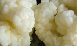 7 Simple Steps To Making Milk Kefir in CushFood.com