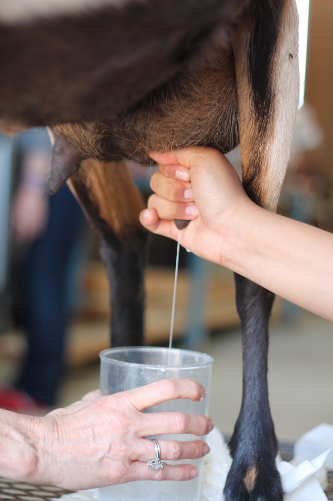 Goat Kefir using Goat milk as milk substitute