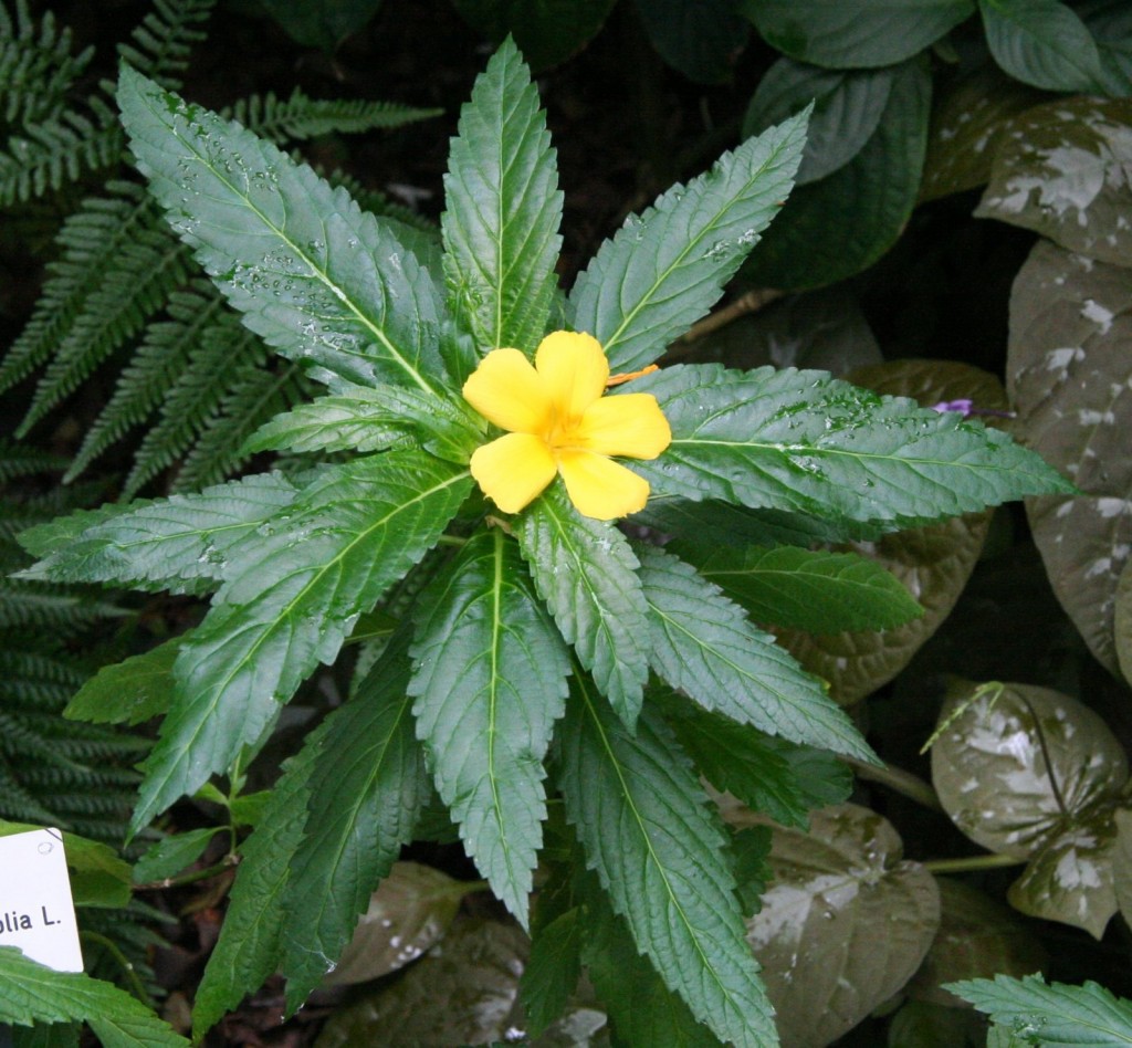 Buy Damiana Herb Online