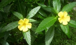 The Magic of Damiana