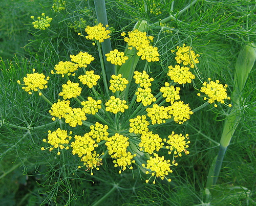 Side Effects of Fennel Seeds