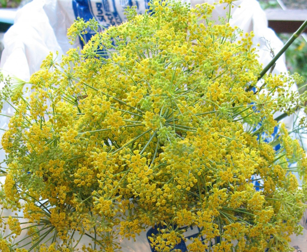 Fennel Plant