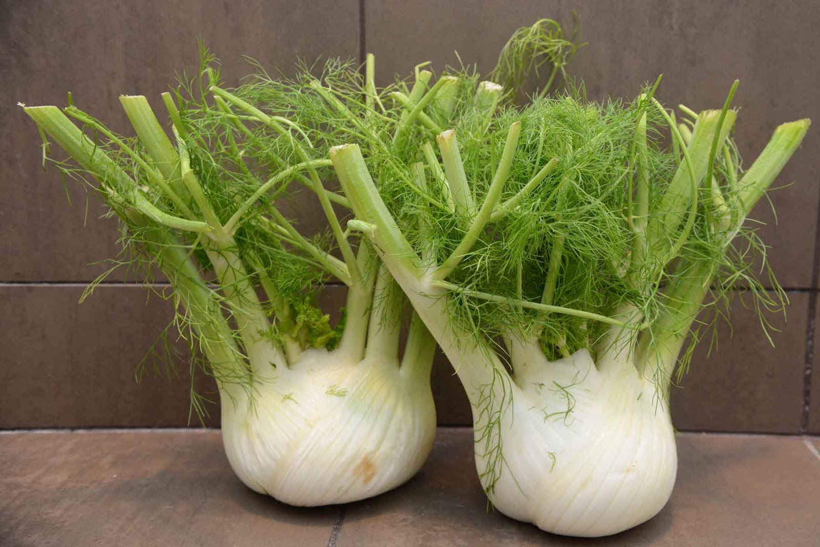 Fennel