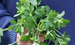 Introduction To Fenugreek