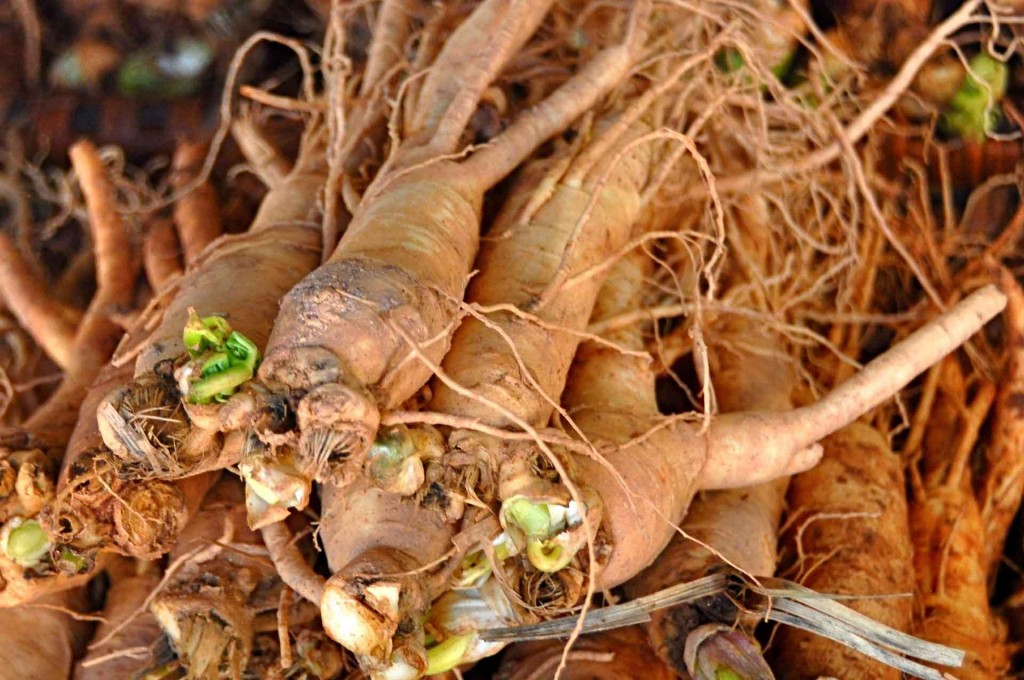Ginseng roots