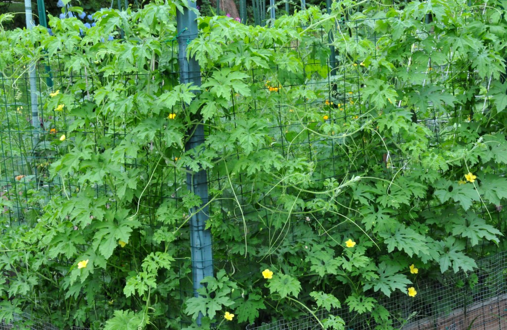 Growing Bitter Melon