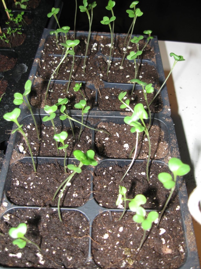 Growing Fennel Seed