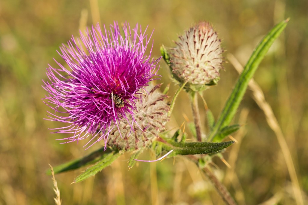 Milk Thistle Dosage