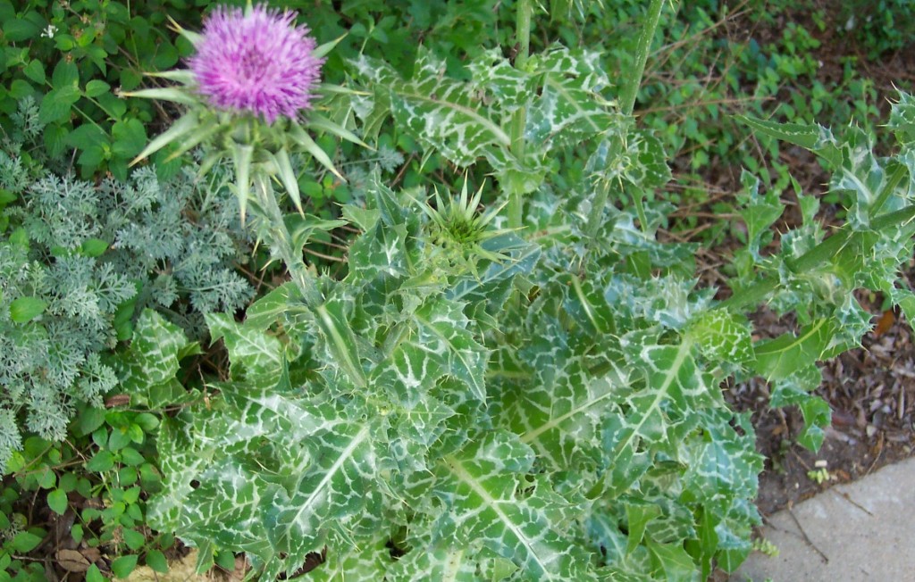 Milk Thistle Herb
