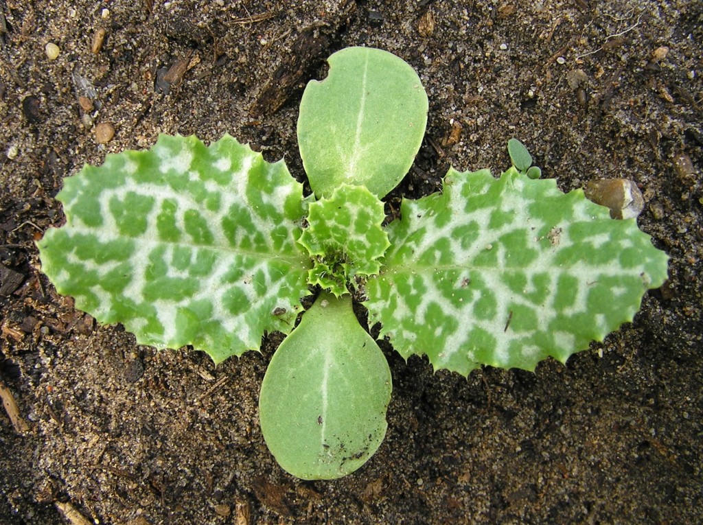 Milk Thistle Leaf