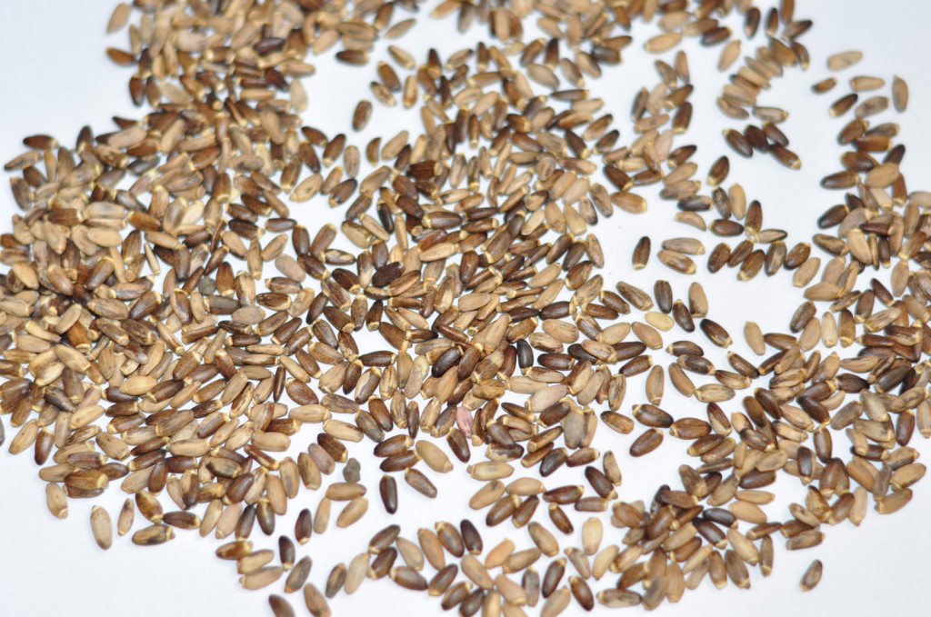 Milk Thistle Seeds