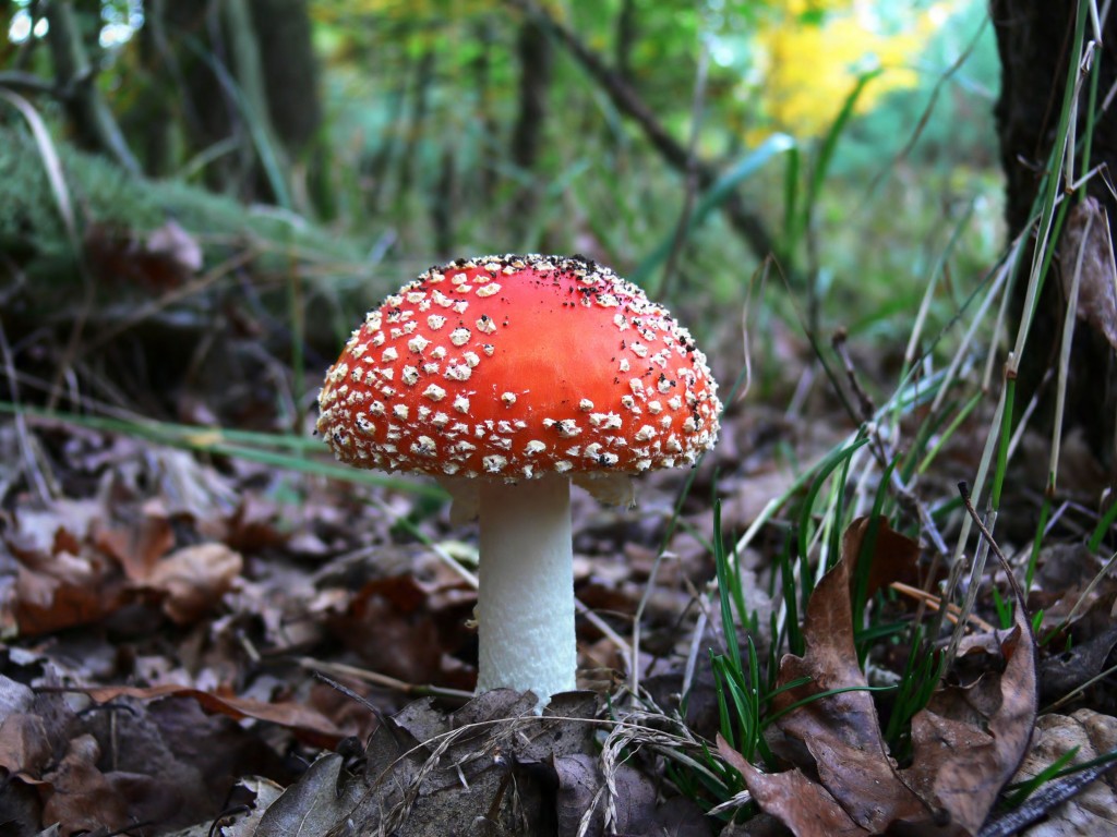 Milk Thistle for Mushroom Poisoning Treatment