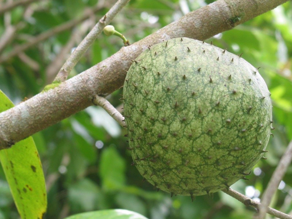 Soursop Fruit in tree