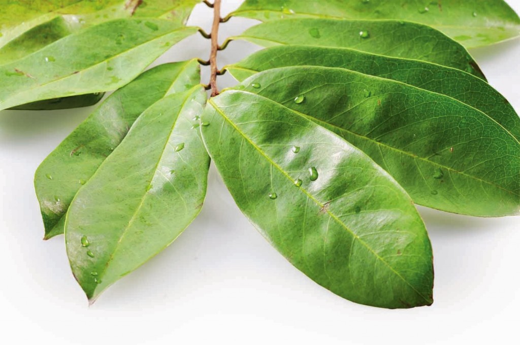 Soursop Leaves