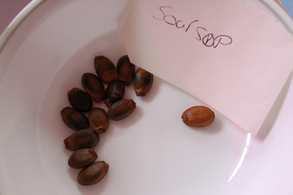 Soursop Seeds