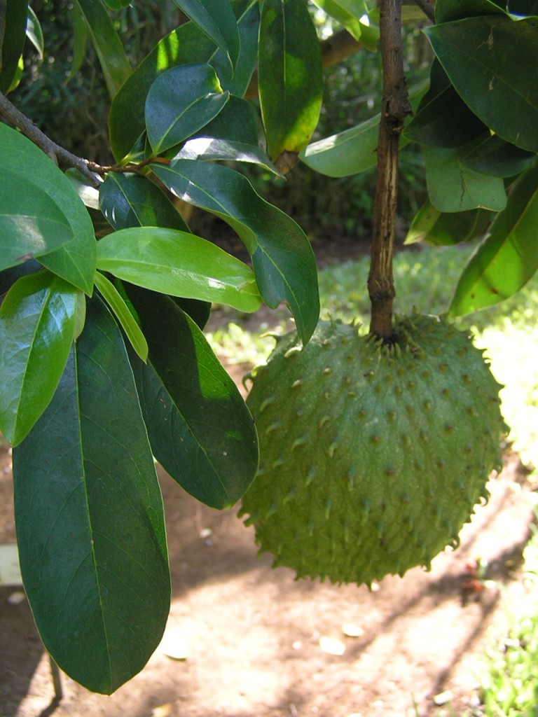 Uses of Soursop