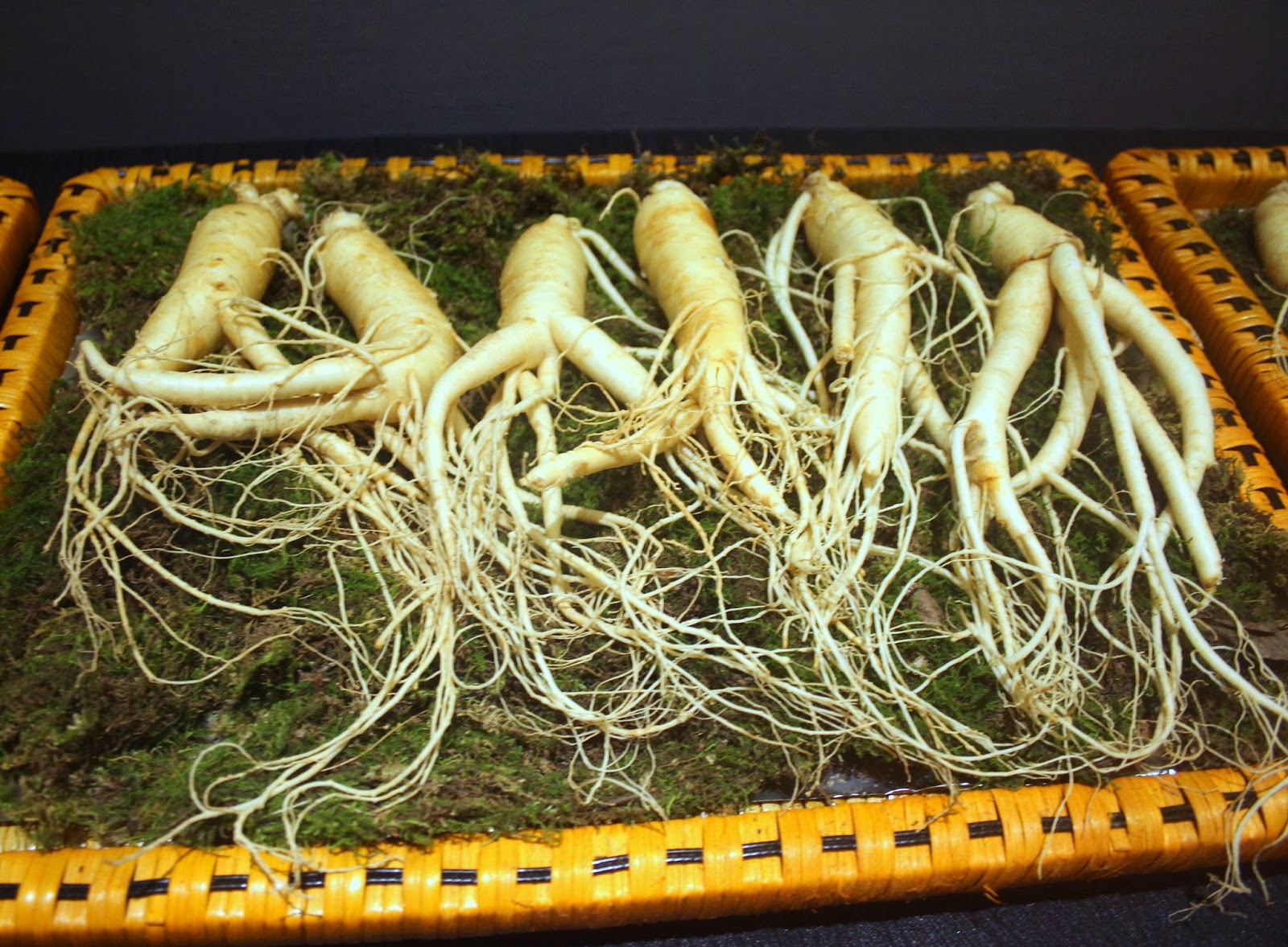 White Ginseng