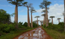 Baobab | The New Super Tree