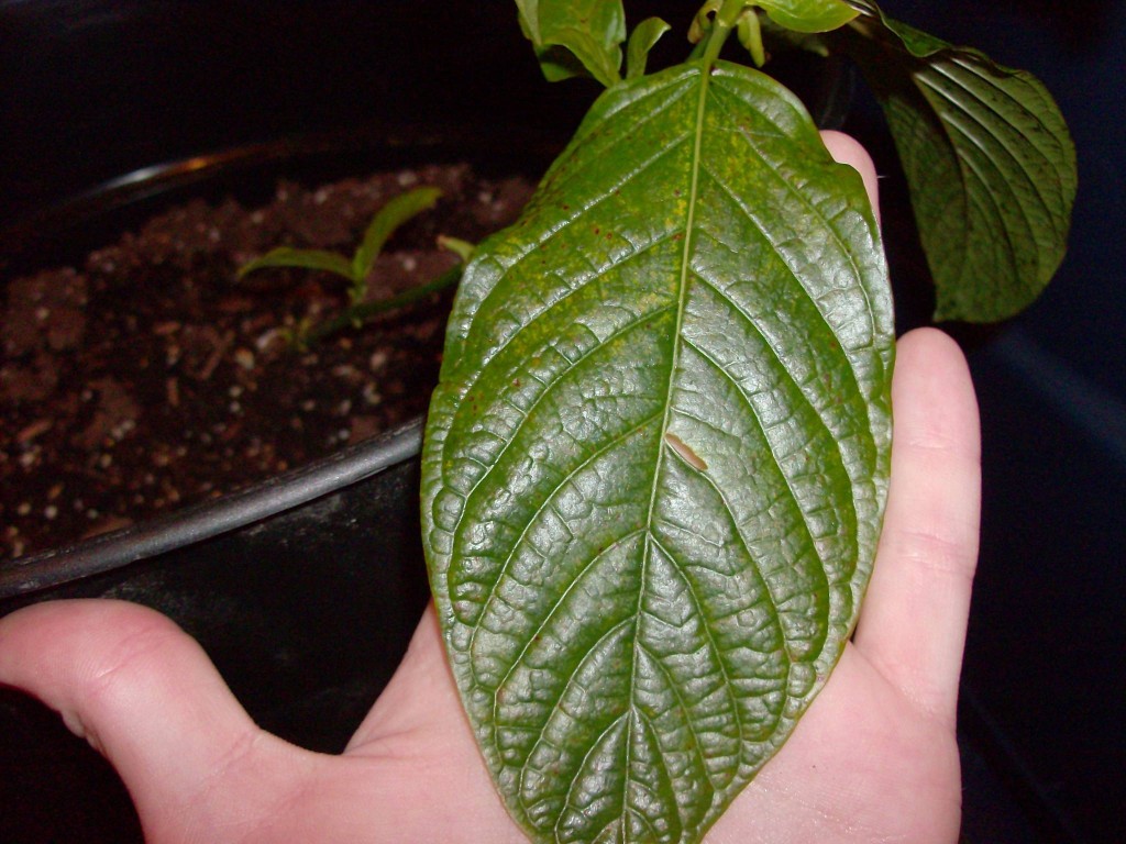 The Effects of Kratom