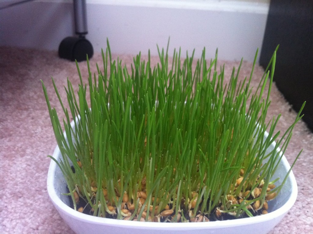 wheatgrass in a pot