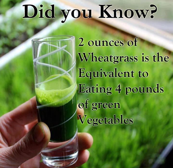wheatgrass benefits