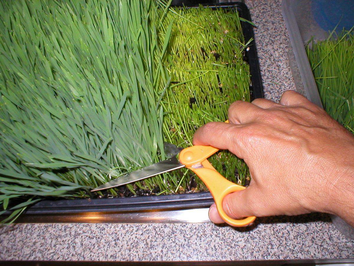 wheatgrass harvesting
